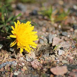 En gul blomst i skitten